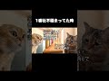 人生で1番社不極まってた時 #shorts #猫ミーム #vtuber