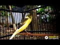 Masteran Kenari Standar Besar Suara Keras Bikin Kenari Paud Langsung Mendengar Dan Nyaut Mp3 - Mp4 Download