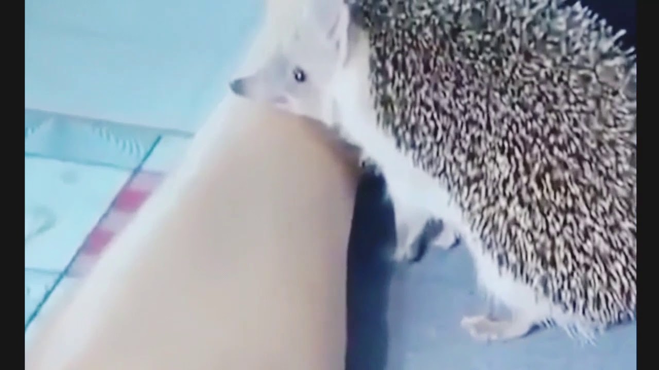 See what this hedgehog does to the owner - YouTube