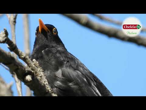 تغريد طائر الشحرور طاوطاو من بلدية الشقفة