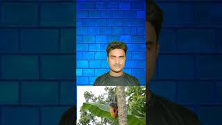 Papaya Ke Fayede Papite Khane Ke Fayade