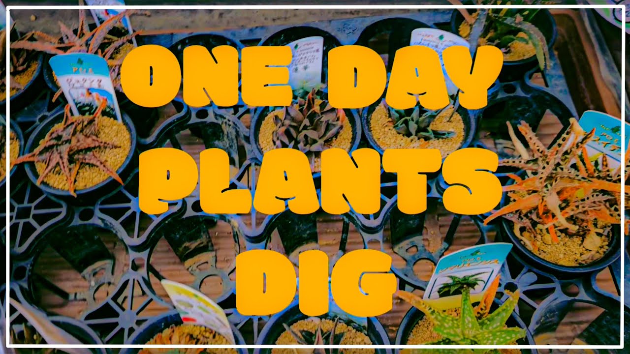 ホームセンターでアロエを求めて植物ディグ