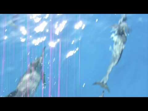 dolphin-dance.or...  presents: Welcomed as one of ...