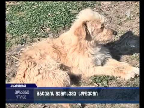 მგლების შემოსევა ახალციხეში