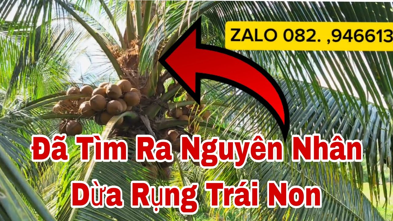 Muốn dừa không bị rụng trái non,,đừng bỏ qua video này