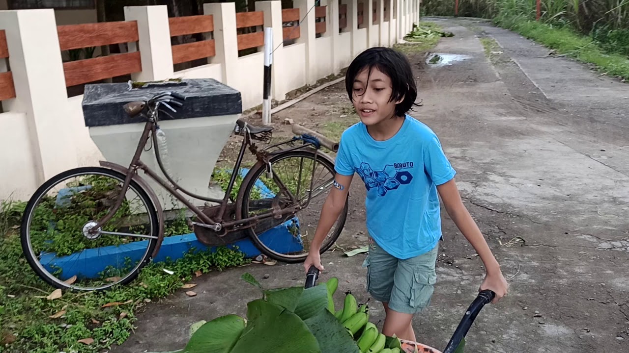 Panen Pisang 