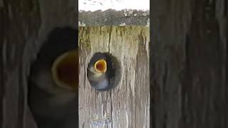 Nest with young. Tree Swallow. #birds #lofi #lofibird #birdwatching #lofibeats #birding #nature