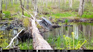 Browning Trail Cam Videos-May 2022