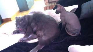 best cats fight ever