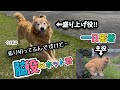 この日から一転…次の日の朝に目撃したのを最後に行方不明になりました。