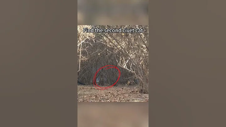 #90 Funny Cat videos#meowing#memes #cute