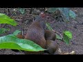 Meet The Agouti! Tropical Rodents Forage Below The Panama Fruit Feeder – Jan. 12, 2024