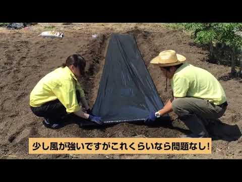 サツマイモ苗 植え付け マルチの張り方 農業屋 Youtube