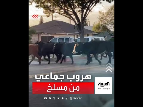 هروب جماعي من مسلخ