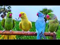 Parrot natural sounds compilation