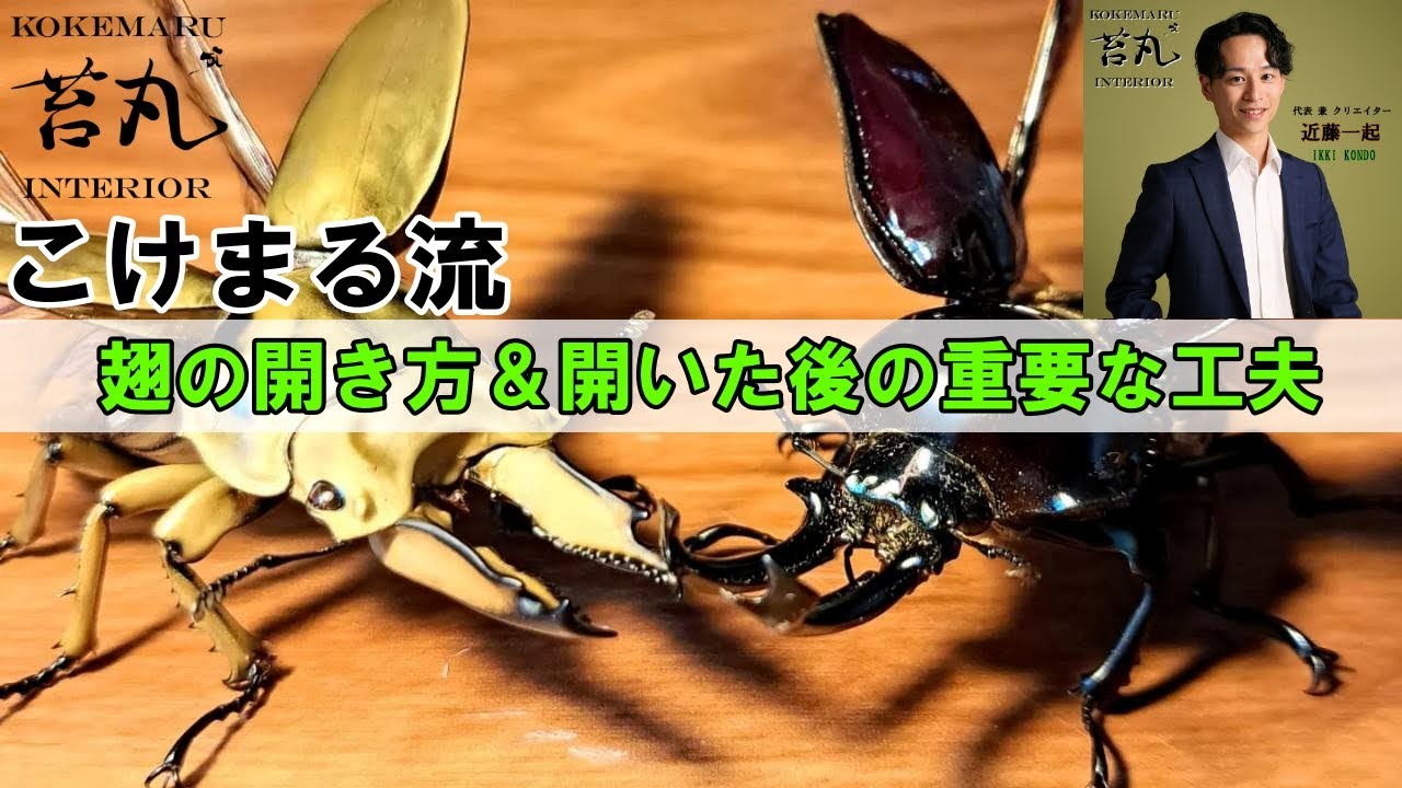 昆虫標本のつくり方】翅はこうやって開きます。開いた後の重要な部分も
