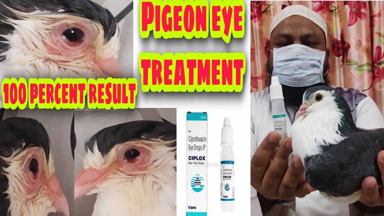 Pigeons eye treatment  Kabutar Ki Aankh Ka Ilaj  100 Percent result 