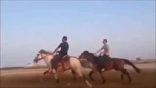 Kazak atları! Resimi