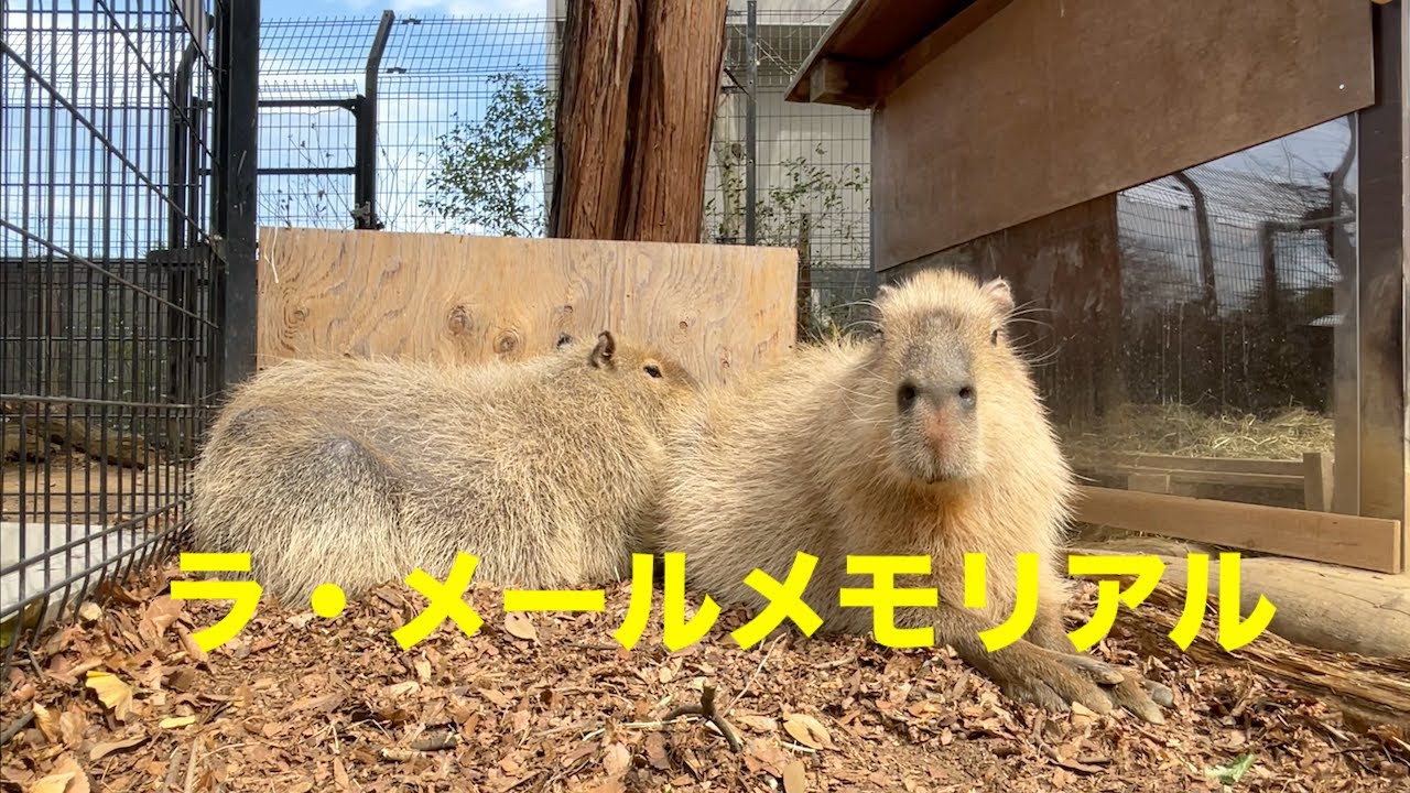 ラ・メールメモリアル　大宮公園のカピバラたち