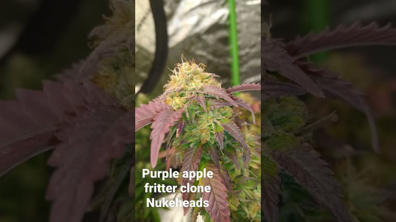 nukeheads/bag seeds in flower runtz, purple apple fritter