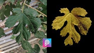 How to create iPhone STUDIO LIGHT Effect black portrait | Easy PicsArt Tutorial screenshot 4