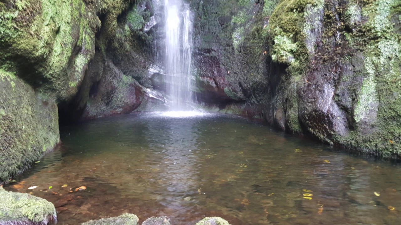 Floresta Laurissilva da Madeira