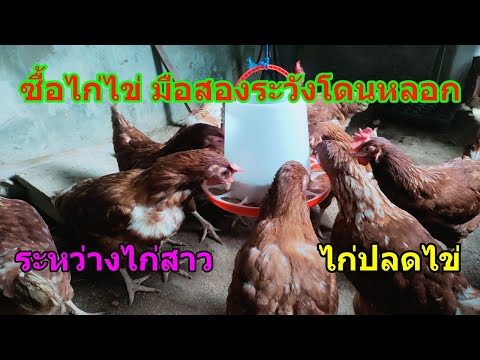 ความแตกต่างระหว่างไก่สาวกับไก่แก่ ของไก่ไข่/จ่าพัน Channel/