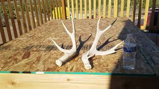 found some antlers