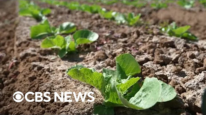 Farmers face tough decisions as federal government orders Arizona to cut water