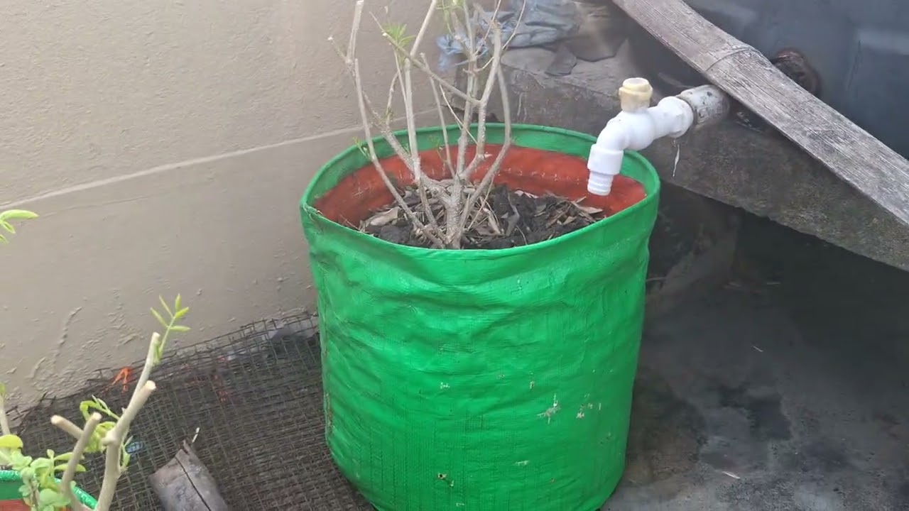 Heavy flowering aprajita plant need only water and good soil mix