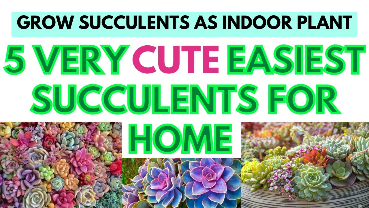 5 Best cute easiest type succulents that you can grow as Indoor Plants ...