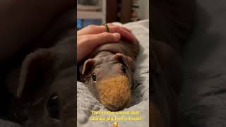 How Guinea Pig responds to human’s touch