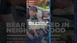 Young black bear spotted roaming around Lakewood neighborhood