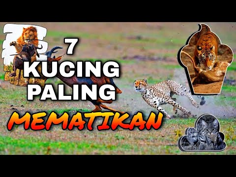 Video: Mengapa kucing yang cukup makan berburu?