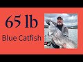 65lb Blue Catfish!