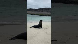 This Galapagos Sea Lion Island Is Pure Bliss