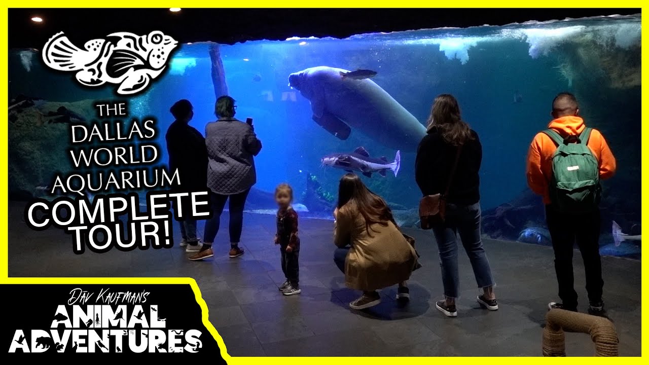 Touring The Dallas World Aquarium! (everything you can expect to