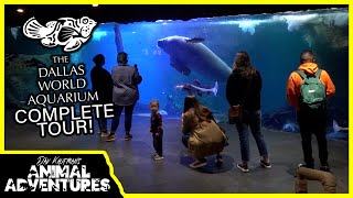Touring The Dallas World Aquarium! (everything you can expect to see!)