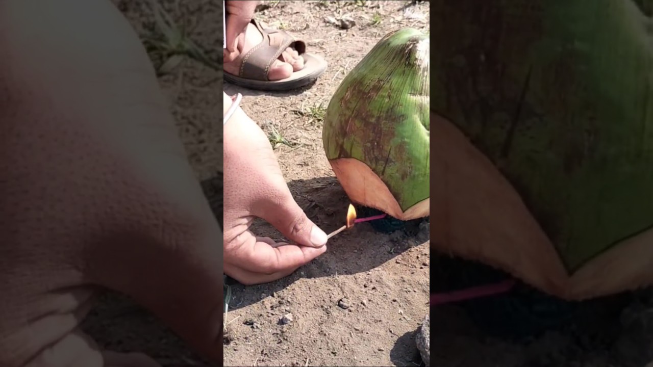 SUTLI BOMB VS COCONUT 😱 | SEE FULL VIDEO 🙏 | 