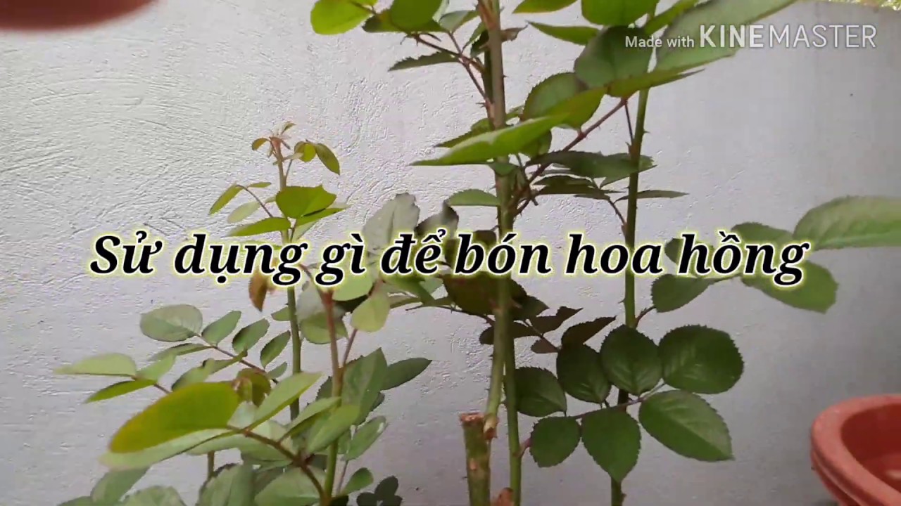 kết quả trồng cây hoa hồng rễ trần 10k sau 3 tuần phần 2