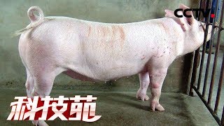 《科技苑》好爹好种“产”好娃 人工取精提高母猪受孕率 20181016 | CCTV农业