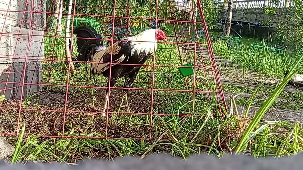 Grey hatch kelso 1X winner #games #rooster #gamefowl #trending #viral #video #gaming 