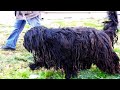 We Changed Neglected Haircut of This HUGE DOG *Giant Schnauzer*