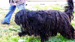 We Changed Neglected Haircut of This HUGE DOG *Giant Schnauzer*