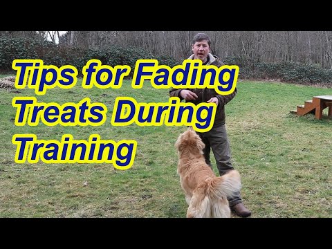 Video: Blednutí Prompts ve výcviku psů