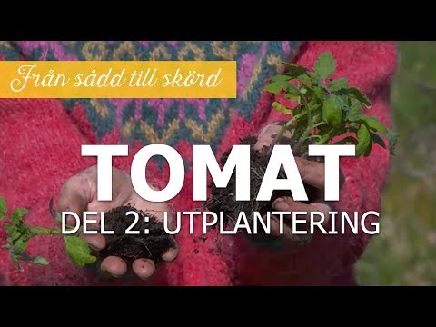Video: Grönsaksodlares Råd För Tomater. Del 2