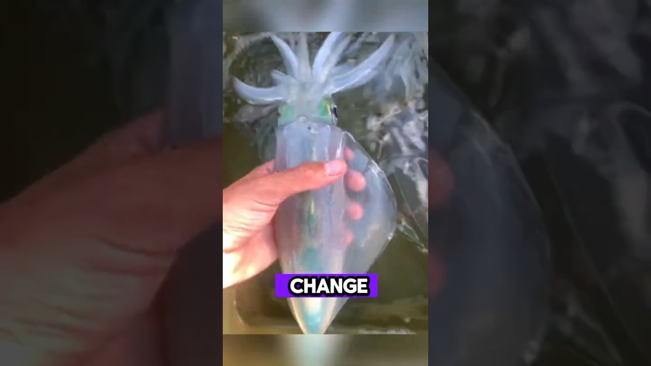 На кальмаре можно писать пальцем 