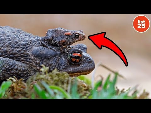 25 Facts About Evolution That Will Change How You See Life thumbnail