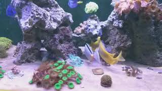 pink tail triggerfish novo morador 😍