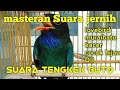 Masteran Suara Tengkek Buto Masteran Burung Kicau Masteran Lovebird Paling Ampuh Mp3 - Mp4 Download